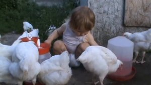 Цыплята Геркулес 2 месяца Содержание и уход за цыплятами