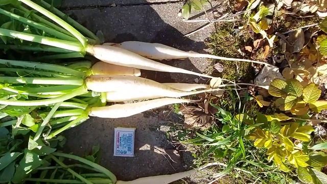 Дайкон, сорт клык слона смотреть онлайн