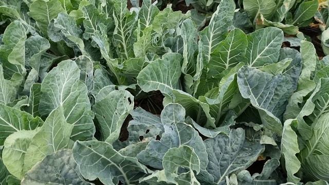 Овощи Растут. Цветная Капуста СВ 5777 F1. смотреть онлайн