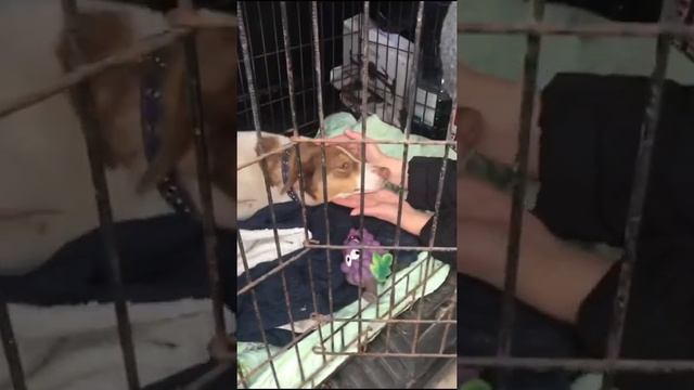 Пропавшую собачку Фросю из Курского приюта искала вся Москва❤️ Читайте описание смотреть онлайн