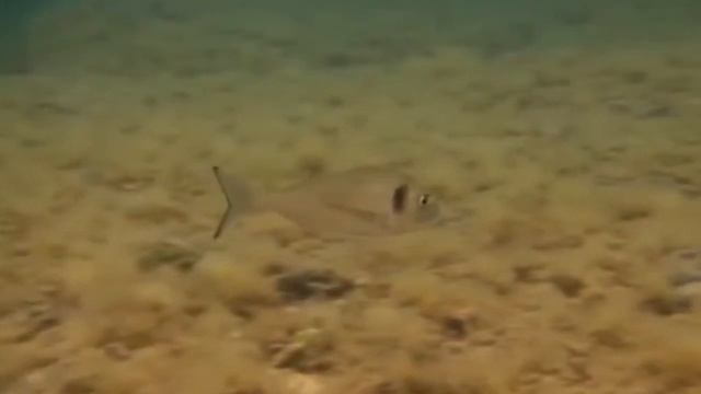 Рыба дорадо Дорадо в естественных условиях