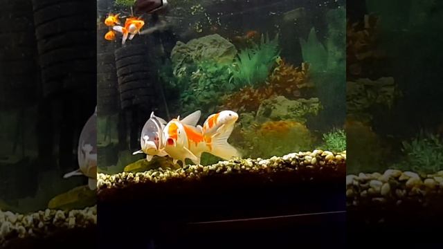 Карпы Кои Кохаку и Горомо в аквариуме смотреть онлайн