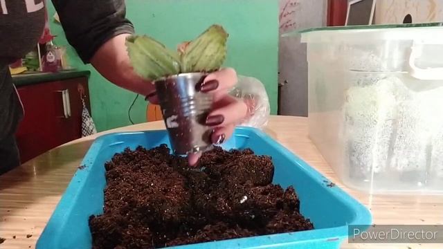 Отделяем детки от листа глоксинии и фиалки смотреть онлайн