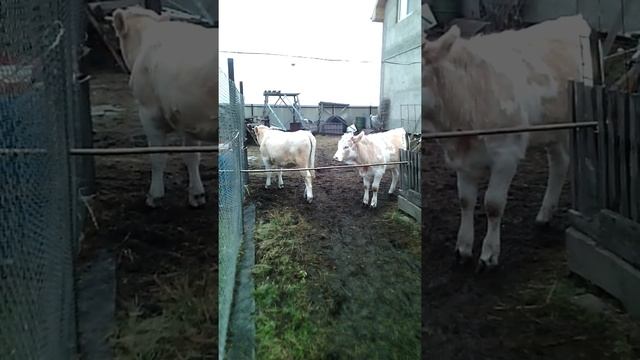 Симменталы Телочки симментальской породы смотреть онлайн
