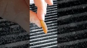 Обработка янтаря в домашних условиях