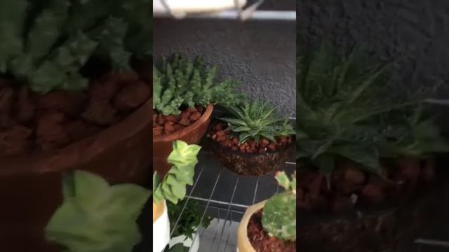 Kaktüs Sukulent Aloe Vera ve Salon Çiçekleri / Yarışma Videosu-25 смотреть онлайн