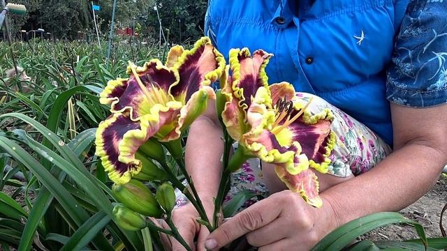 Лилейник Mr. Bojangles. Сентябрь 2018 смотреть онлайн