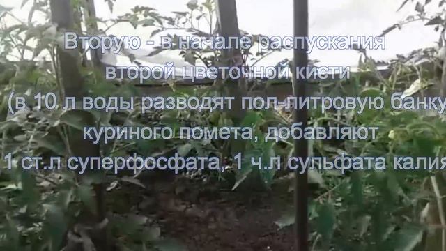 подкормки для томатов в открытом грунте смотреть онлайн