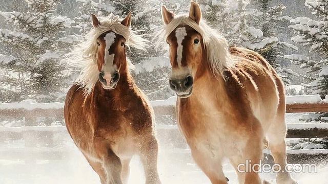 🐴 - Бегущие лошади. running horses. #мелодиядлясна #звукидлясна #длясна #soundsforsleep смотреть онлайн