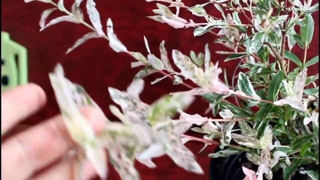 Какая удача! Приобрела саженец ивы Хакуро-Нишики смотреть онлайн