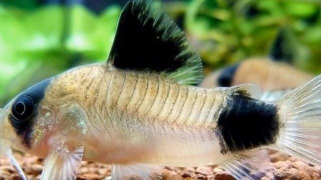 КОРИДОРАСЫ. СОДЕРЖАНИЕ В АКВАРИУМЕ смотреть онлайн