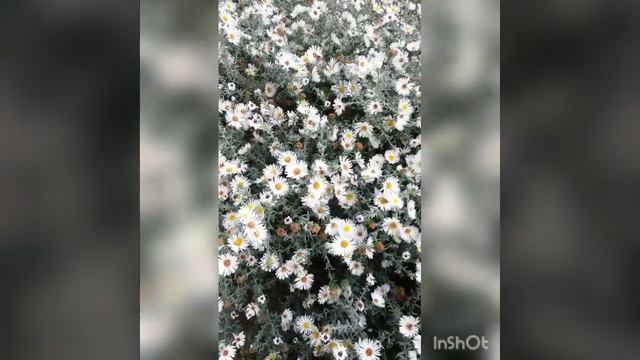 🍃🍃🍃Бамбуковая флейта 🍃🍃🍃 смотреть онлайн