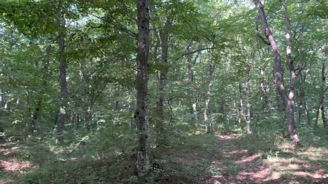 Прогулка в лесу