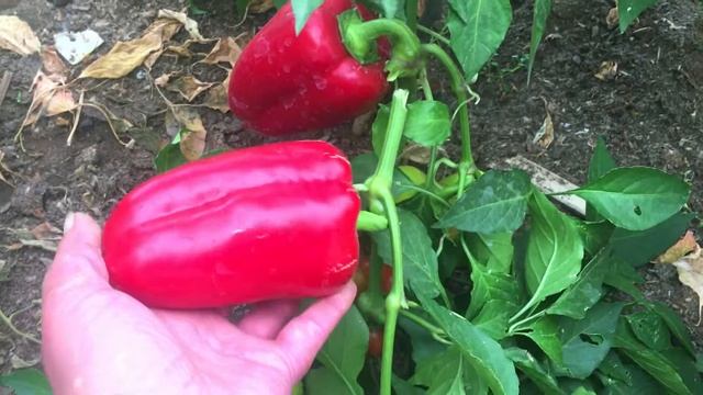 Перец Цесаревич: описание и урожайность. Отличный сорт! смотреть онлайн