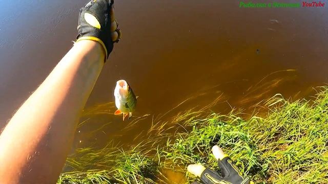 Ловля Голавля (Turb) на хлеб 2021 смотреть онлайн