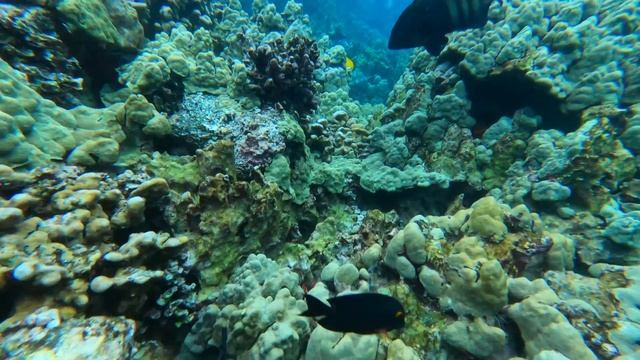 Why You Need to Visit the Big Island - Hawaii 5 Day Travel Guide & Tips смотреть онлайн