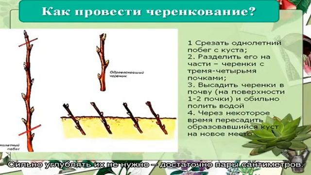 Как размножить липу черенками смотреть онлайн