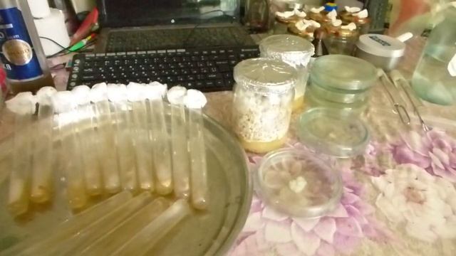 Как вырастить белый трюфель в Украине смотреть онлайн