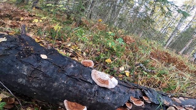 Nice find of Turkey Tail Mushroom / Trametes versicolor смотреть онлайн
