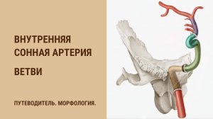 Внутренняя сонная артерия. Ветви