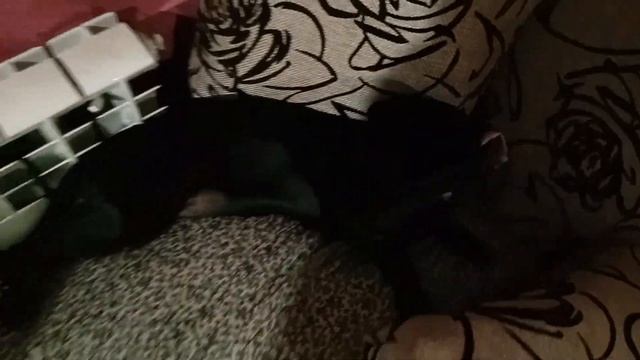 Приколы с щенками\ Собака греется У БАТАРЕИ\ СМЕШНЫЕ И МИЛЫЕ ЖИВОТНЫЕ смотреть онлайн