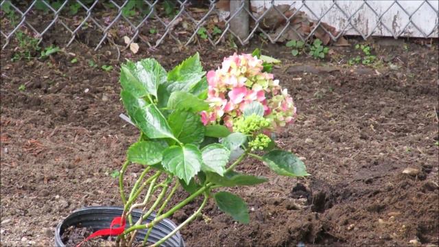 My Newest Mophead Hydrangea Red Sansation смотреть онлайн