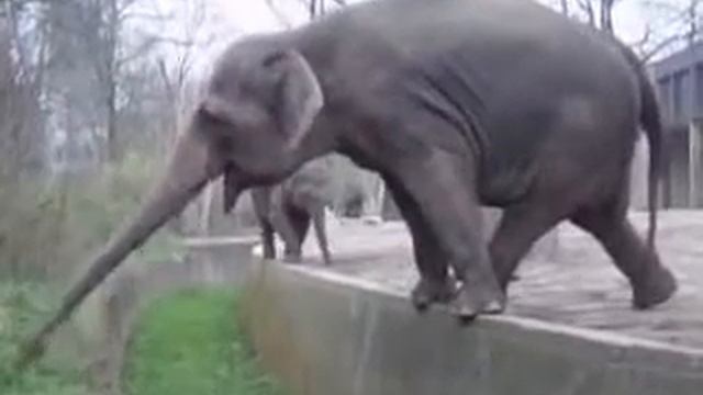 Самый длинный хобот Очень голодный слон смотреть онлайн