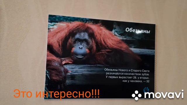 Апатиты "Семейная стоматология "/Альбом для рисования. смотреть онлайн