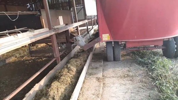 Раздача кормов из кормораздатчика дойным коровам