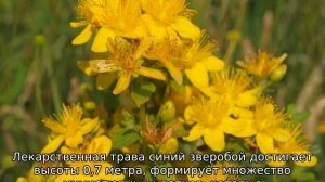 Трава зверобой: описание, полезные свойства и применение