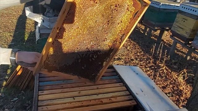Собираю пчёл в зиму