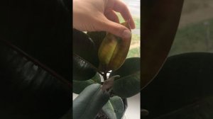 Неудачная подкормка фикуса, пятна на листьях.