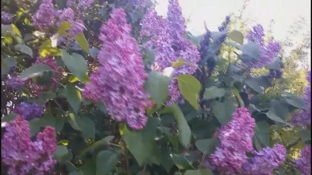 Доброе утро смотреть онлайн