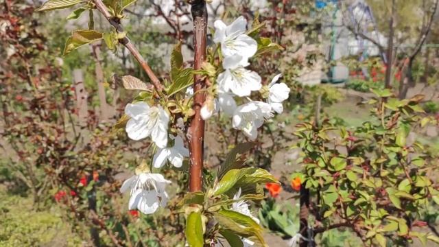 Посадка роз ранней весной с открытой корневой. Простые уроки смотреть онлайн