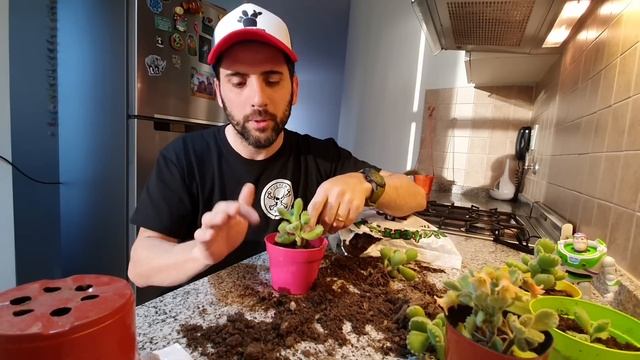 GARRA DE OSO REPRODUCCIÓN (cotyledon Tomentosa) смотреть онлайн