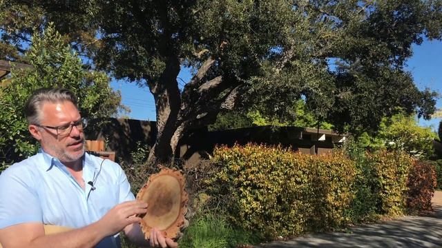 Cork Oak (Quercus suber) смотреть онлайн