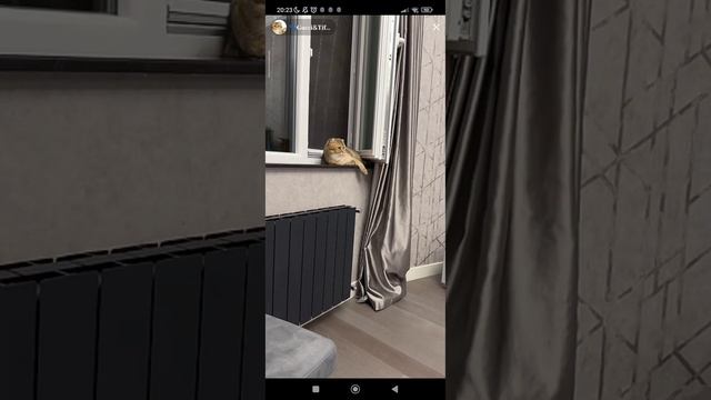 Гуччи и Тиффани #30