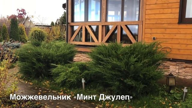 Особенно красивы! Всегда красивы! Обзор хвойных растений сада.?? смотреть онлайн