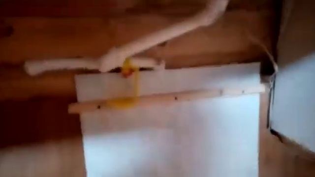Каркасный Курятник 2 ой день заселения. смотреть онлайн
