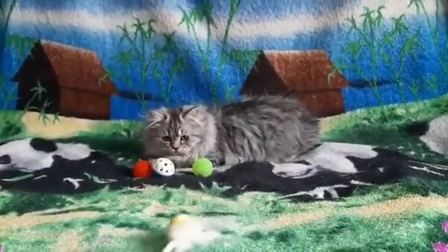 Купить шотландского котенка - продажа шотландских котят. смотреть онлайн