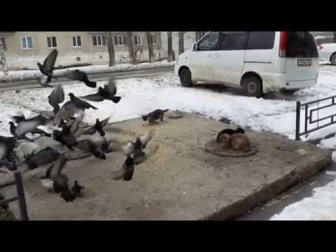 Котёнок пробует охотиться на голубей. смотреть онлайн