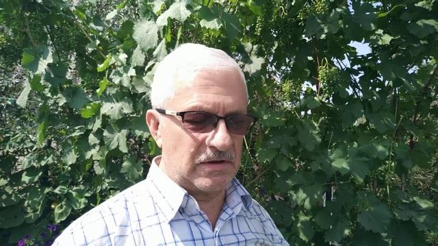 Виноград на Южном Урале, выращенный с ЭмЭко. смотреть онлайн