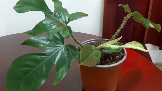 Philodendron Squamiferum Plant Care(English)