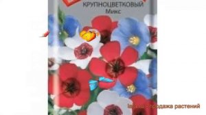 Лен крупноцветковый Микс (miks) ? крупноцветковый лен Микс обзор: как сажать, семена льна Микс