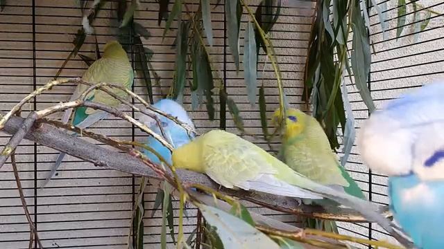 видео для попугая ? учим попугая говорить : Кеша красавчик, красивый попугайчик смотреть онлайн