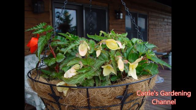 Tuberous Begonia Varieties, Different Types Of Tuberous Begonias, Begonia Growing Tips смотреть онлайн