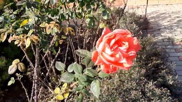 Осенний парк/Дашкины серьги/Коты, рыба и..Даша) Влог. смотреть онлайн