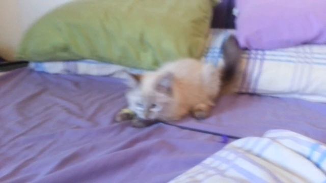 Suki, siberian forest kitten, playing with feathers (she loves her toy) смотреть онлайн