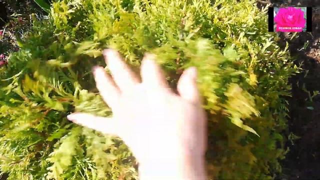 ХВОЙНИКИ В САДУ смотреть онлайн