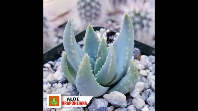 90 Aloe Vera Varieties With Names | Beautiful Indoor Aloe Plants & Aloe Succulents